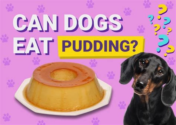 Can Dogs Eat Pudding Like Air Bud