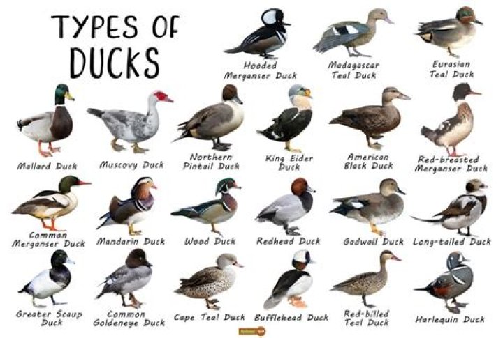 How Many Ducks Are In The World