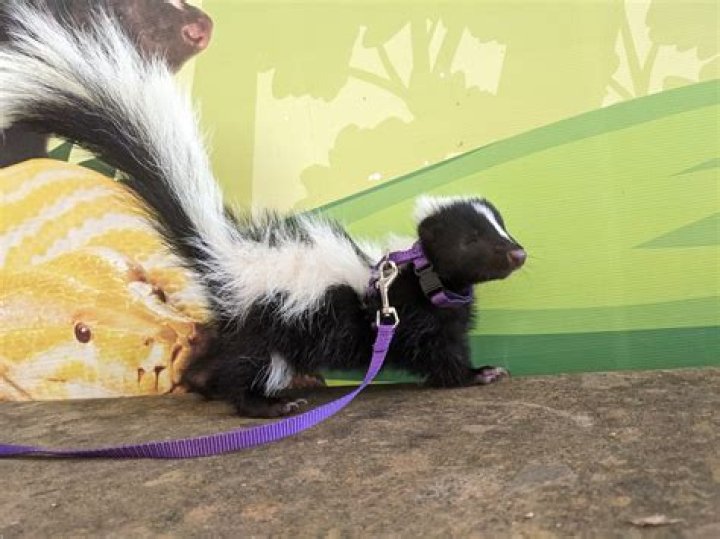 How To Descent A Baby Skunk
