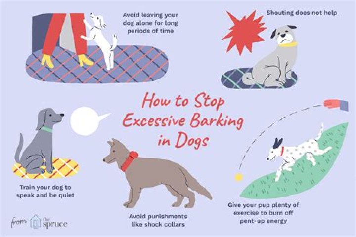 How To Stop My Dog From Chewing His Tags