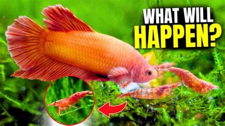 Question: Can Betta Fish Eat Algae