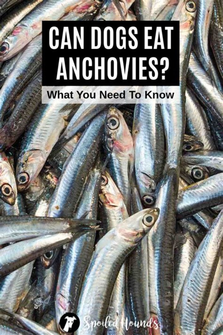 Question: Can Dogs Eat Anchovies