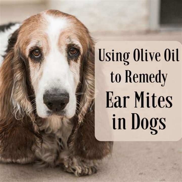 Question: Will Olive Oil Kill Ear Mites In Dogs