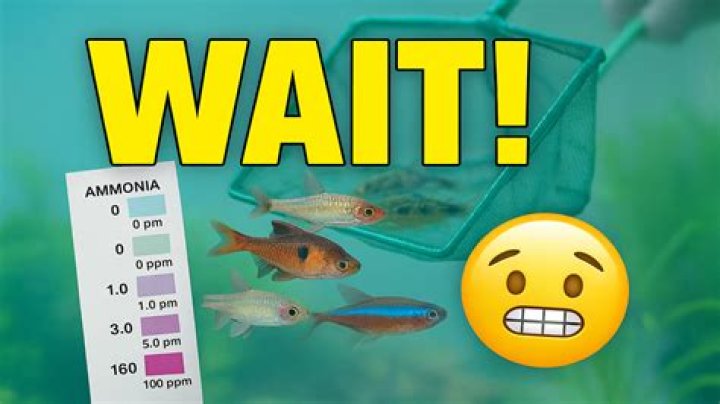 Quick Answer: How Long After Adding Water Conditioner Can You Add Fish