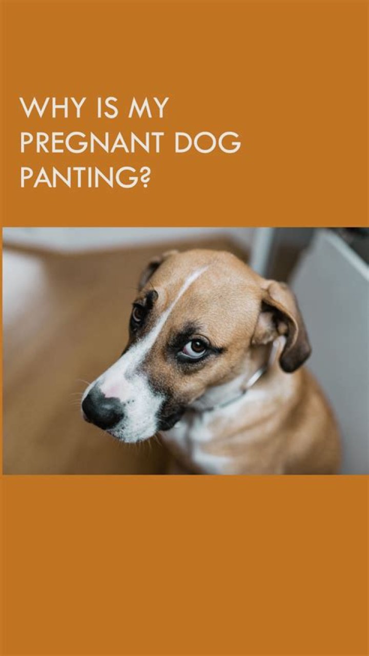 Why Is My Pregnant Dog Panting